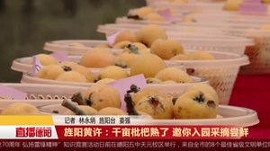 旌阳黄许：千亩枇杷熟了  邀你入园采摘尝鲜