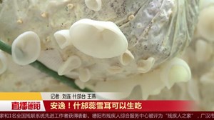 安逸！什邡蕊雪耳可以生吃
