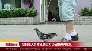 带着鸽子去遛弯  他和鸟儿都成了小区一景