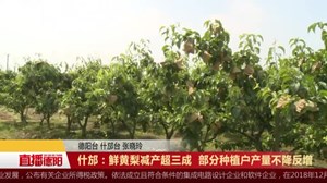 什邡：鲜黄梨减产超三成  部分种植户产量不降反增