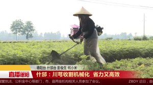 什邡：川芎收割机械化  省力又高效