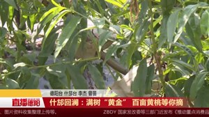 什邡回澜：满树“黄金” 百亩黄桃等你摘