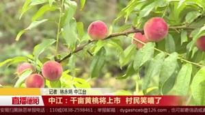 中江：千亩黄桃将上市  村民笑嘻了