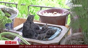 乌鸫窗台筑巢  市民记录成长过程