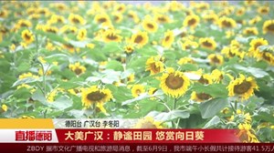 大美广汉：静谧田园 悠赏向日葵