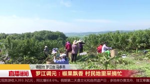 罗江调元：椒果飘香 村民地里采摘忙