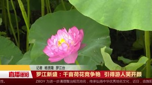 罗江新盛：千亩荷花竞争艳  引得游人笑开颜