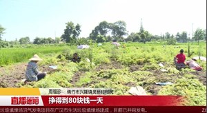 川芎飘香 村民喜笑颜开采摘忙