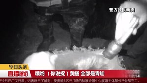 什邡：5男子深夜抓野青娃77只  刑拘！