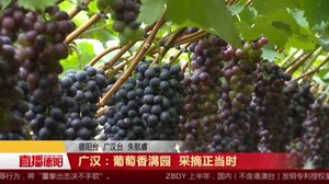 广汉：葡萄香满园  采摘正当时