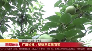 广汉松林：早梨丰收果农笑