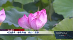 中江南山：千亩荷塘 “荷韵”留香