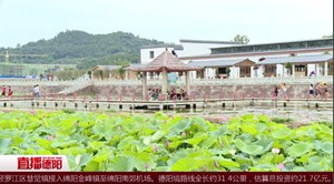 中江：千亩荷塘盛开  约你赏花打卡