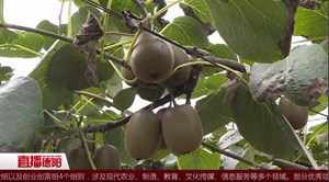 什邡湔氐镇：猕猴桃长势良好  八月下旬将陆续上市