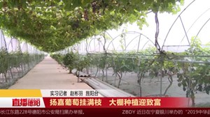 杨嘉葡萄挂满枝 大棚种植迎致富