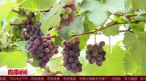 中江：规模种植特色农业  助推精准扶贫