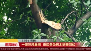 一夜狂风暴雨  市区多处树木折断倒伏