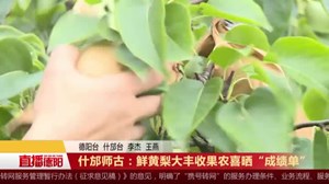 什邡师古：鲜黄梨大丰收 果农喜晒“成绩单”