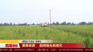 夏粮收获 田间地头机收忙