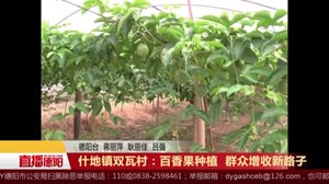 什地镇双瓦村：百香果种植   群众增收新路子
