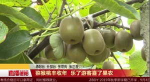 猕猴桃丰收年  乐了游客喜了果农