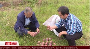 中江：百香果丰收 销路犯了难
