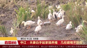 中江：夫妻白手起家搞养殖   几经磨难不放弃