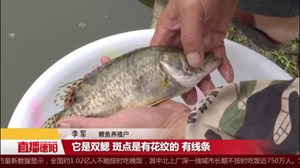 聚焦川菜文化 溯源鳜鱼故事