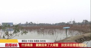 什邡南泉镇：藕鳅田来了大闸蟹   扶贫项目增值有盼头