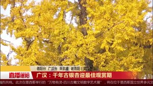 广汉：千年古银杏迎最佳观赏期
