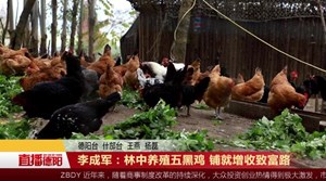 李成军：林中养殖五黑鸡   铺就增收致富路
