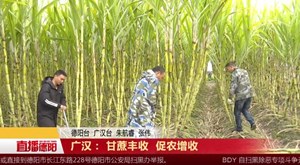 广汉： 甘蔗丰收 促农增收