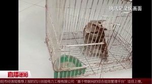 广汉：老人路边捡到“怪鸟” 竟是国家二级保护动物