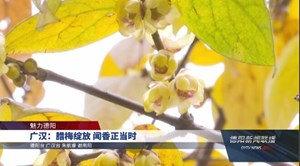 广汉：腊梅绽放 闻香正当时