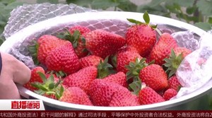 草莓飘香 田间采摘正当时