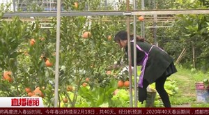 常志琴：探索果园立体种养致富路