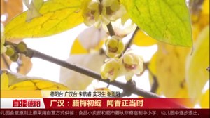 广汉：腊梅初绽 闻香正当时