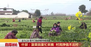 什邡：菠菜田里忙采摘 村民挣钱不出村
