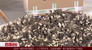 什邡：羊肚菌遭遇“寒冬” 多方力量帮忙挽损