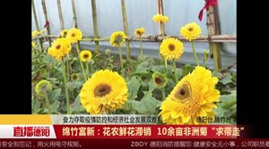 绵竹富新：花农鲜花滞销  10余亩非洲菊“求带走”