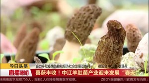 喜获丰收！中江羊肚菌产业迎来发展“春天”