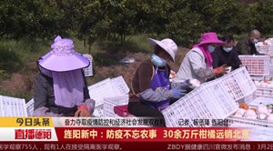 旌阳新中：防疫不忘农事  30余万斤柑橘远销北京