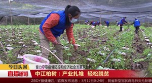 中江柏树：产业扎堆 轻松脱贫