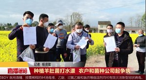 种植羊肚菌打水漂  农户和菌种公司起争执