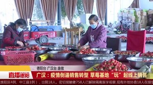 广汉：疫情倒逼销售转型 草莓基地“玩”起线上销售