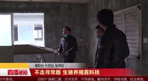 不走寻常路 生猪养殖靠科技