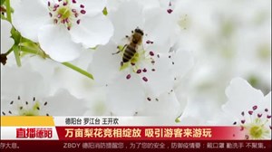 万亩梨花竞相绽放 吸引游客来游玩