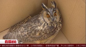 广汉`：村民发现受伤猫头鹰 及时报警获救治