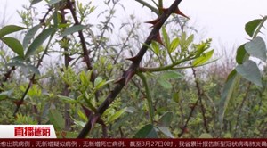 什邡和丰：花椒为媒  产业托起新希望