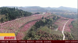 中江：春风不解意 三月桃花寄